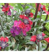 Erysimum × hybridum 'Red Jep' - horčičník 'Red Jep'