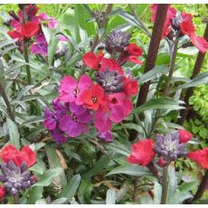 Erysimum × hybridum 'Red Jep' - horčičník 'Red Jep'