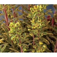 Euphorbia × martinii 'Ascot Rainbow' - mliečnik 'Ascot Rainbow'