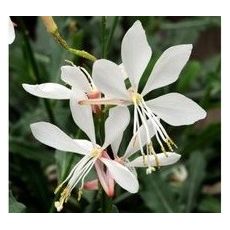 Gaura lindheimeri 'Elurra' - gaura lindheimerova 'Elurra'