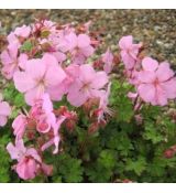 Geranium dalmaticum - pakost dalmátsky