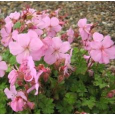 Geranium dalmaticum - pakost dalmátsky