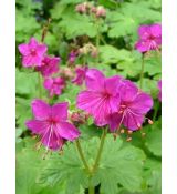 Geranium macrorrhizum 'Bevan´s Variety' - pakost podzemkatý 'Bevan´s Variety'