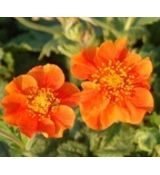 Geum 'Borisii' - kuklík 'Borisii'