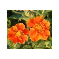 Geum 'Borisii' - kuklík 'Borisii'