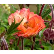 Geum 'Smokey Peach' - kuklík 'Smokey Peach'