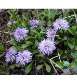 Globularia cordifolia - guľôčka srdcovitolistá