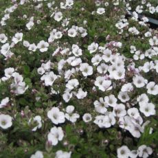 Gypsophila cerastioides - gypsomilka rožcovitá