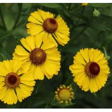 Helenium autumnale 'Gelbe Waltraut' - helénium jesenné 'Gelbe Waltraut'