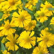 Helenium autumnale 'Kanaria' - helénium jesenné 'Kanaria'