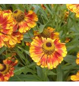 Helenium autumnale 'Ragamuffin' - helénium jesenné 'Ragamuffin'