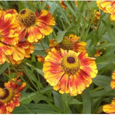 Helenium autumnale 'Ragamuffin' - helénium jesenné 'Ragamuffin'