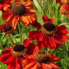 Helenium autumnale 'Red Army' - helénium jesenné 'Red Army'