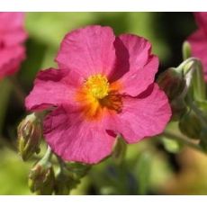 Helianthemum 'Ben Hope' - devätorník 'Ben Hope'