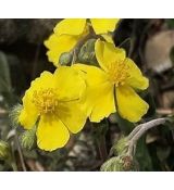 Helianthemum canum - devätorník sivý