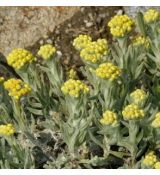 Helichrysum plicatum subsp. plicatum