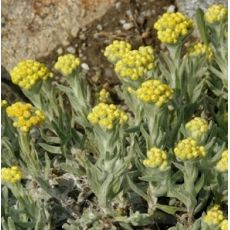 Helichrysum plicatum subsp. plicatum