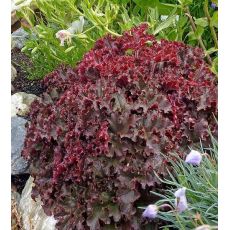 Heuchera americana 'Melting Fire' - heuchera americká 'Melting Fire'