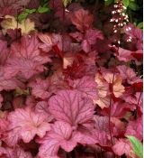 Heuchera × hybrida 'Berry Smoothie'