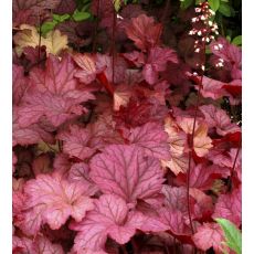 Heuchera × hybrida 'Berry Smoothie'