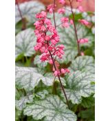 Heuchera × hybrida 'Paris'