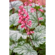 Heuchera × hybrida 'Paris'