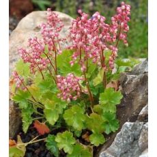 Heuchera pulchella - heuchera