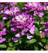 Iberis sempervirens 'Amethyst' - iberka vždyzelená 'Amethyst'