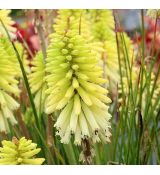 Kniphofia 'Poco Citron' - fakľovka 'Poco Citron'