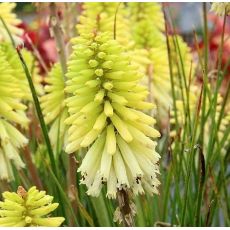 Kniphofia 'Poco Citron' - fakľovka 'Poco Citron'