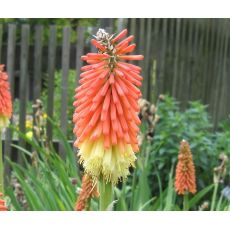 Kniphofia uvaria - fakľovka aloovitá