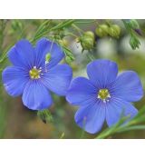 Linum perenne 'Nanum Blue Saphire' - ľan trváci 'Nanum Blue Saphire'