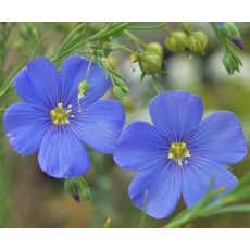 Linum perenne 'Nanum Blue Saphire' - ľan trváci 'Nanum Blue Saphire'