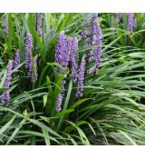 Liriope muscari 'Big Blue'