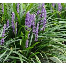 Liriope muscari 'Big Blue'