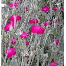 Lychnis coronaria 'Atrosanguinea' - kukučka vencová 'Atrosanguinea'