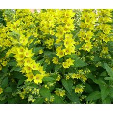 Lysimachia punctata 'Hometown Hero' - čerkáč bodkovaný 'Hometown Hero'