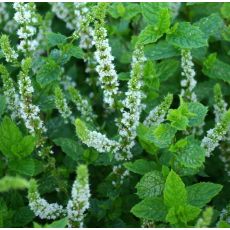 Mentha spicata 'Moroccan' - marocká mäta