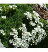 Minuartia stellata 'Minima' - kurička  'Minima'