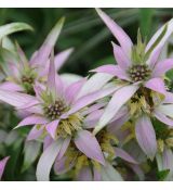 Monarda punctata - monarda bodkovaná