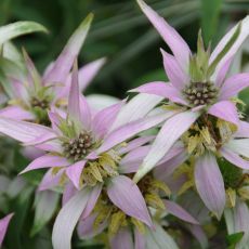 Monarda punctata - monarda bodkovaná