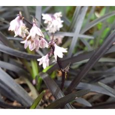 Ophiopogon planiscapus 'Nigrescens' - bradník 'Nigrescens'