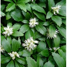 Pachysandra terminalis 'Green Carpet' - pachysandra vrcholovitá 'Green Carpet'