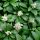 Pachysandra terminalis 'Green Carpet' - pachysandra vrcholovitá 'Green Carpet'
