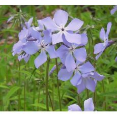 Phlox divaricata 'Blue Moon' - flox 'Blue Moon'