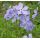 Phlox divaricata 'Blue Moon' - flox 'Blue Moon'