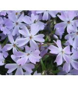 Phlox subulata 'Emerald Cushion Blue' - flox šidlolistý 'Emerald Cushion Blue'