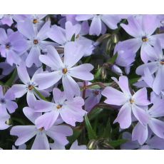 Phlox subulata 'Emerald Cushion Blue' - flox šidlolistý 'Emerald Cushion Blue'