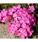 Phlox subulata 'Mc Daniels Cushion' - flox šidlolistý 'Mc Daniels Cushion'