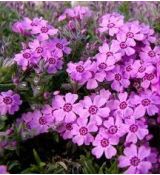 Phlox subulata 'Zwegenteppich' - flox šidlolistý 'Zwegenteppich'